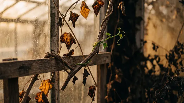 Link building services — two vines climbing one trellis with their tendrils wound together — Caleb Schallert.