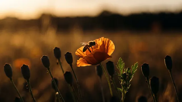 On page SEO services — a bee landing on the one open flower in a row of closed buds — Caleb Schallert.